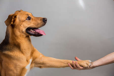 Friendship and partnership between man and big mixed breed dog in interiourの写真素材