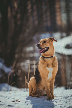 Portrait of beautiful red hair dog in a meadow. The dog is sitting, posing and looking aside.の写真素材