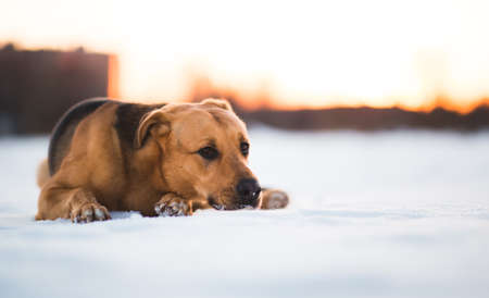 Portrait of beautiful red hair dog in a meadow. The dog is lies, posing and looking aside.の写真素材