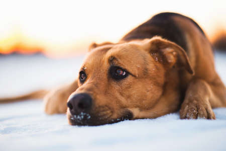Close up portrait of beautiful red hair dog in a meadow. The dog is lies, posing and looking aside.の写真素材