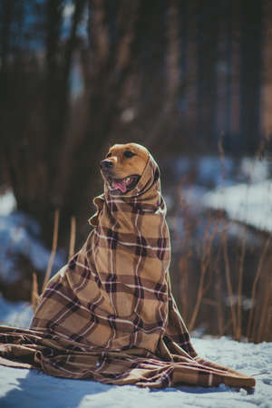 Portrait of beautiful red hair dog wrapped in a blanket. The dog is sitting, posing and looking aside.の写真素材