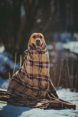 Portrait of beautiful red hair dog wrapped in a blanket. The dog is sitting, posing and looking at camera.の写真素材