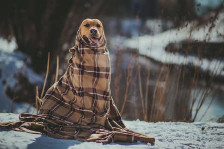 Portrait of beautiful red hair dog wrapped in a blanket. The dog is sitting, posing and looking at camera.の写真素材