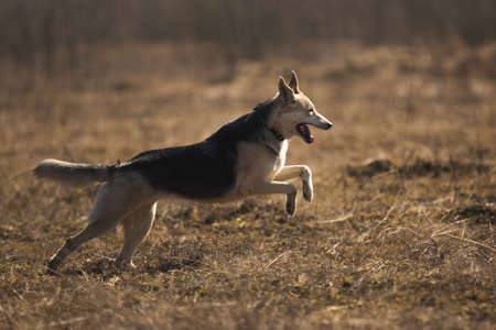 Side view at dog walking in a meadow. The dog is jumping, and looking forward.の写真素材
