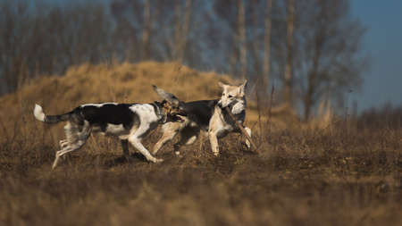 Two happy dogs on a field running and playing, with tongue out. Sunny day, trees and yellow grass...