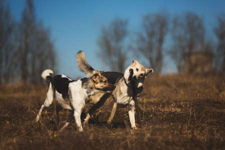 Two happy dogs on a field running and playing, with tongue out. Sunny day, trees and yellow grass backgroundの写真素材