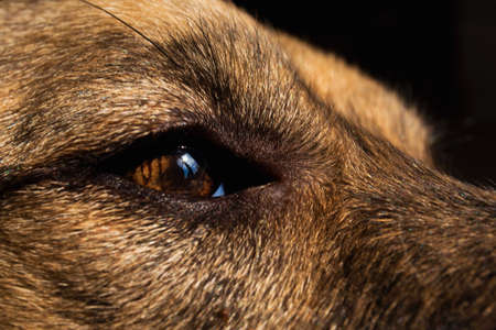 Close up view at mixed breed dog's face. Dog looking at cameraの写真素材