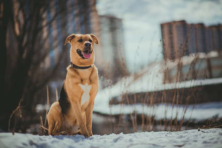 Portrait of beautiful red hair dog in a meadow. The dog is sitting, posing and looking aside.