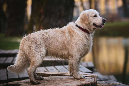 Side view at dog golden retriever breed, staning on wooden bench by a lake in the eveningの写真素材