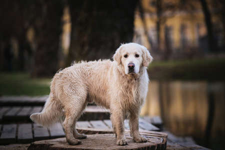 Side view at dog golden retriever breed, staning on wooden bench by a lake in the eveningの写真素材