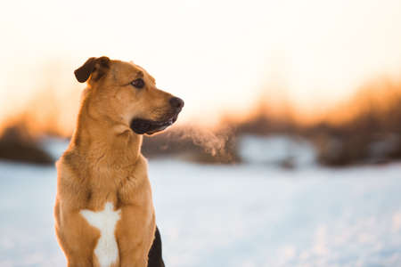 Portrait of beautiful red hair dog in a meadow. The dog is sitting, posing and looking aside.の写真素材