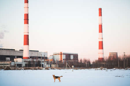 Portrait of beautiful red hair dog in a meadow. The dog is standing, posing and looking aside.の写真素材