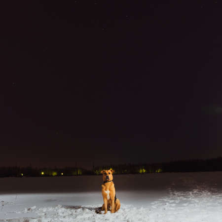 Cute mixed breed dog outside. Mongrel in the snow sitting in a field on the street at night in...