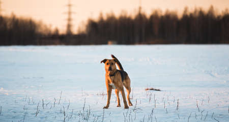 Portrait of beautiful red hair dog in a meadow. The dog is standing, posing and looking at camera.