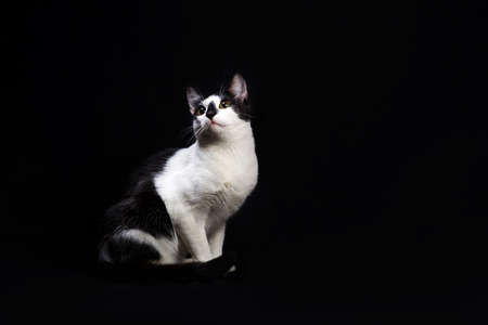Studio shot of black and white cat sit on black background.の写真素材