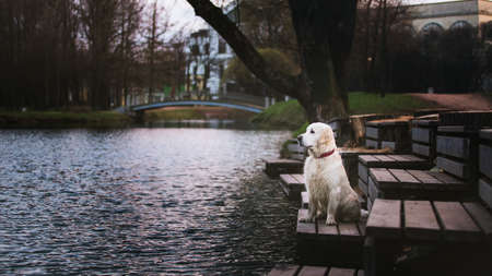 Side view at dog golden retriever breed, staning on wooden bench by a lake in the eveningの写真素材