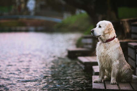 Side view at dog golden retriever breed, staning on wooden bench by a lake in the eveningの写真素材