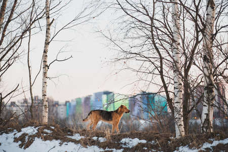 Portrait of beautiful red hair dog in a meadow. The dog is standing, posing and looking aside.