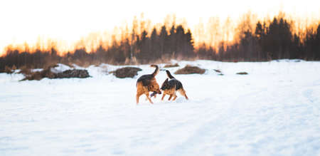 Side view at two dogs playing and running to each other in a meadow.の写真素材