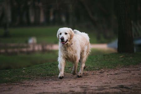 Front view at dog golden retriever breed, at walk in park running forward at camera direction, in the eveningの写真素材
