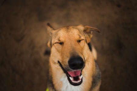 Portrait of charming happy mixed breed red hair dog sitting with your eyes closed.の写真素材
