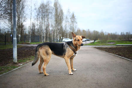 Red and black stray dog stands on a black asphalt road. Side view. Autumn background. Dog looking lonely at cameraの写真素材