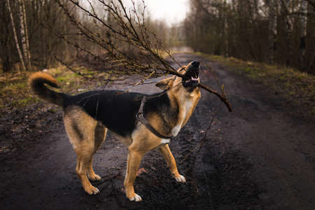 Portrait of charming happy mixed breed red hair dog, tanding with branch in his mouth.の写真素材