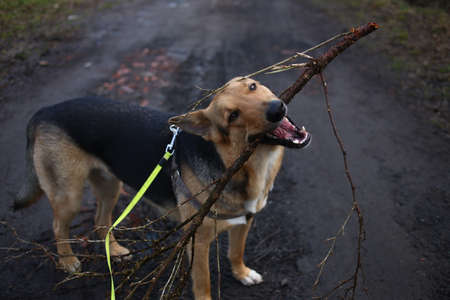 Portrait of charming happy mixed breed red hair dog, tanding with branch in his mouth.の写真素材