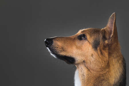 Portrait of red and black mongrel dog sitting in studio on gray blackground and looking asideの写真素材