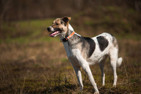 Portrait happy mongrel dog walking on sunny green field. Forest and smoke background . Mixed breed dog running forward and looking aside with tongue outの写真素材