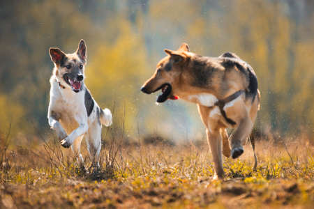 Front view at two running forward mongrel dogs in yellow meadow at sunny day. Dogs are looking to each other and playingの写真素材