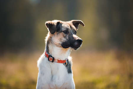Portrait happy mongrel dog walking on sunny green field. Forest and smoke background . Mixed breed dog running forward and looking aside with tongue outの写真素材