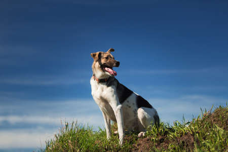 Portrait happy mixed breed dog sitting on sunny green field against the blue sky. Mixed breed dog...