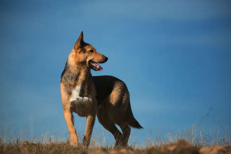 Portrait happy dog standing on sunny green field against the blue sky. Mixed breed dog smiles with...