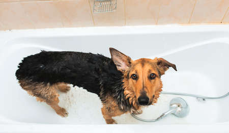 Portrait of the funny mixed breed dog. Dog taking a bubble bath looking at camera.の写真素材