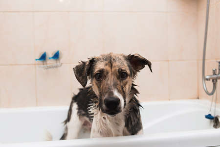 Portrait of the funny mixed breed dog. Dog taking a bubble bath looking at camera.の写真素材