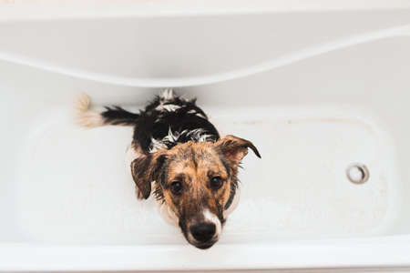 Portrait of the funny mixed breed dog. Dog taking a bubble bath looking at camera.の写真素材