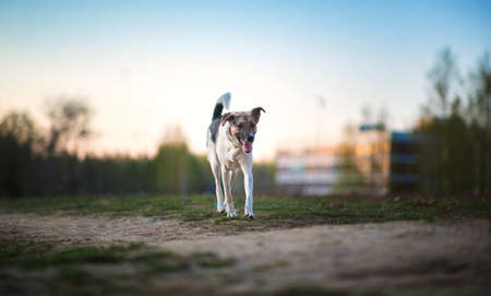 White mixed breed dog walking forward and looking at camera with tongue out