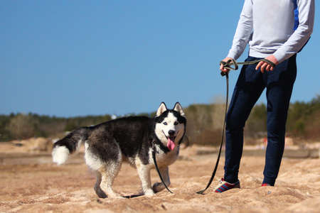Close-up of cute siberian husky dog walking with a man on summer beach, looking at cameraの写真素材
