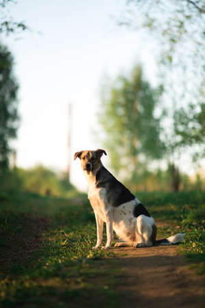 Portrait happy mongrel dog walking on sunny green country road. Mixed breed dog standing and looking at camera seriouslyの写真素材