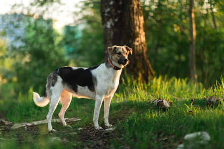 Portrait happy mongrel dog walking on sunny green field. Mixed breed dog standing and looking aside seriousの写真素材