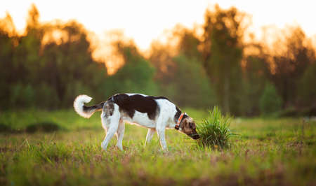 Portrait of mixed breed dog sniffing the ground in sunsetの写真素材