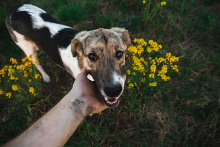 person hand holding a dog chin, dog looking at cameraの写真素材