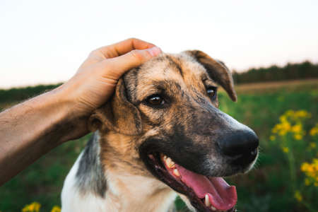 person hand holding a dog chin, dog looking at cameraの写真素材