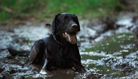 Portrait of black labrador breed dog bathing in a puddle and mudの写真素材
