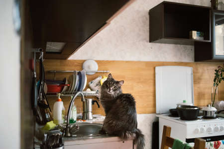 Portrait of a sly forest cat sitting on kitchen sink and looking at cameraの写真素材