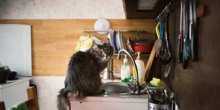 Portrait of a sly forest cat cat sitting on kitchen sink and looking at cameraの写真素材