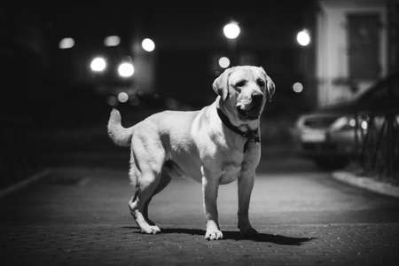 Monochrome portrait of cute golden labrador breed dog standing at sidewak in night. Looking at...