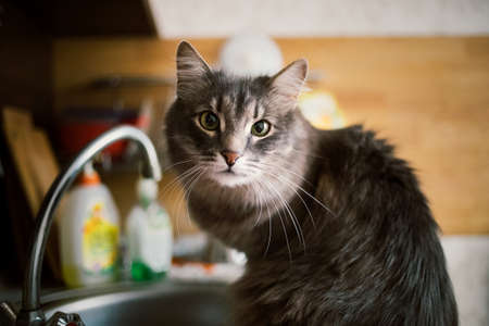 Close-up portrait of a sly forest cat cat sitting on kitchen sink and looking at camera