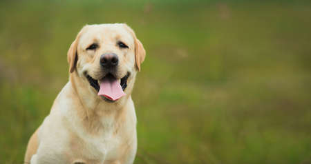 Portrait of golden labrador sitting on a green grass in the spring park, looking at cameraの写真素材